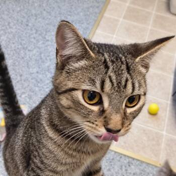 Shenzi -  Domestic Short Hair Cat for Adoption in Hopewell, Virginia - Shenzi | PetCurious