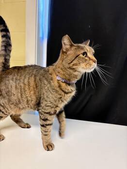 Kyle 44310 -  Domestic Short Hair Cat for Adoption in Prattville, Alabama - Kyle 44310 | PetCurious
