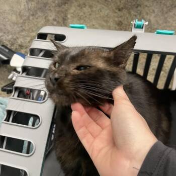 Moose -  Domestic Medium Hair Cat for Adoption in Dickinson, Texas - Moose | PetCurious