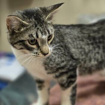 Domestic Short Hair Cats Available for Adoption in Wickenburg, Arizona - Gabrielle | PetCurious