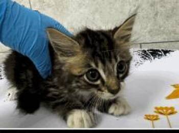 Lil Miss -  Domestic Short Hair Cat for Adoption in Largo, Florida - Lil Miss | PetCurious