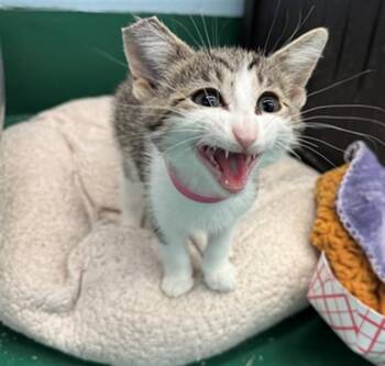 ORDIANCE -  Domestic Short Hair Cat for Adoption in Peoria, Illinois - ORDIANCE | PetCurious