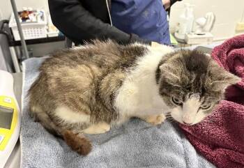 Charlene -  Domestic Short Hair Cat for Adoption in Cincinnati, Ohio - Charlene | PetCurious
