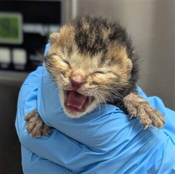 Domestic Short Hair Cats Available for Adoption in Fort Lauderdale, Florida - JAQUELINE | PetCurious