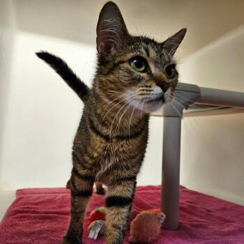 Claire -  Domestic Short Hair Cat Available for Adoption in Harrisonburg, Virginia - Claire | PetCurious