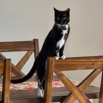 Rescue Domestic Short Hair Cats for Adoption in Johnstown, Pennsylvania - Margo | PetCurious