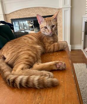 Vision -  Tabby Cat for Adoption in San Juan Capistrano, California - Vision | PetCurious