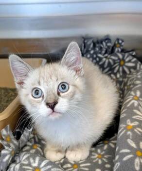 Domestic Short Hair Cats Available for Adoption in Buffalo, Minnesota - Timmy | PetCurious