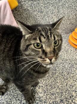 Figgy -  Domestic Short Hair Cat for Adoption in Golden, Colorado - Figgy | PetCurious