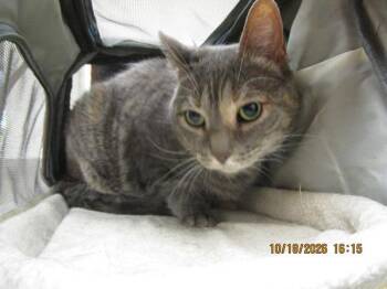 Mikros (616) -  Domestic Short Hair Cat for Adoption in Marietta, Georgia - Mikros (616) | PetCurious