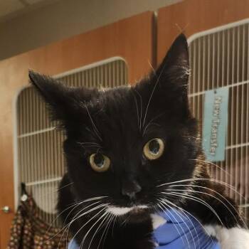 Jayla -  Domestic Short Hair Cat for Adoption in Murray, Utah - Jayla | PetCurious
