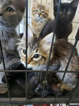 Buddha -  Domestic Short Hair Cat for Adoption in Detroit Lakes, Minnesota - Buddha | PetCurious