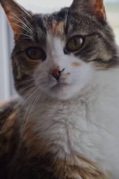 Caralee -  Calico Cat for Adoption in Claresholm, Alberta - Caralee | PetCurious