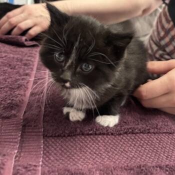 Domestic Long Hair Cats Available for Adoption in Spokane, Washington - Astrea | PetCurious