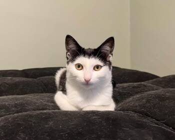 Bodie -  Domestic Short Hair Cat for Adoption in Spencerville, Ontario - Bodie | PetCurious