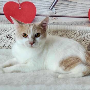 Gareth -  Domestic Short Hair Cat for Adoption in Greensburg, Pennsylvania - Gareth | PetCurious
