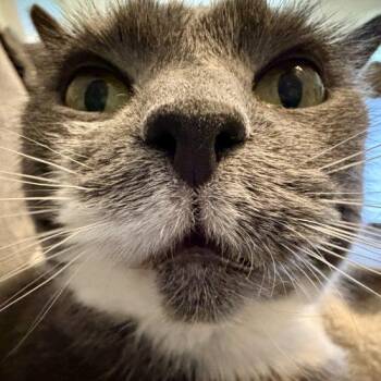 Domestic Short Hair Cats Available for Adoption - Siena | PetCurious