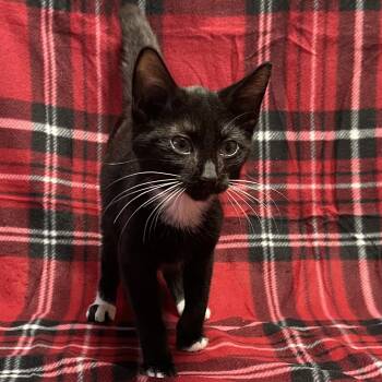 Rescue Tuxedo Cats for Adoption in Kannapolis, North Carolina - Sir Pur | PetCurious