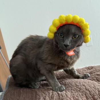 Luna -  Russian Blue Cat for Adoption in Coral Gables, Florida - Luna | PetCurious
