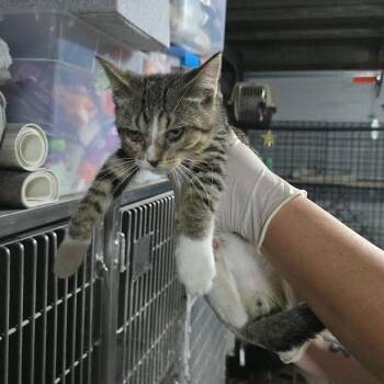 Brooks -  Domestic Short Hair Cat for Adoption in Sioux Falls, South Dakota - Brooks | PetCurious
