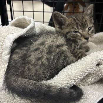 Petunia -  Domestic Short Hair Cat for Adoption in Pasadena, California - Petunia | PetCurious
