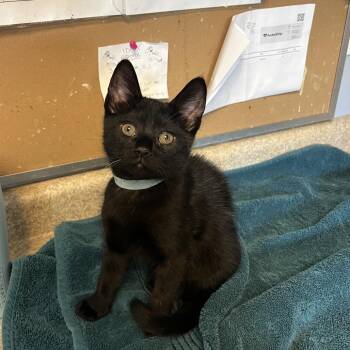 Flute -  Domestic Short Hair Cat for Adoption - Flute | PetCurious