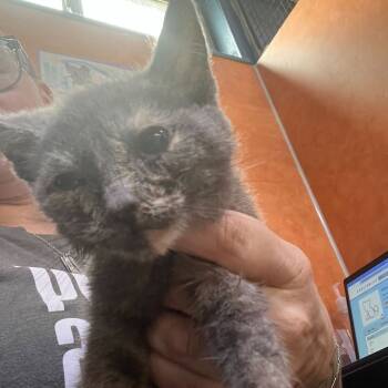 Rescue Domestic Short Hair Cats for Adoption in Austin, Texas - Catsune Miku | PetCurious