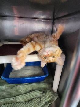 Shippo -  Domestic Short Hair Cat for Adoption in Virginia, Minnesota - Shippo | PetCurious