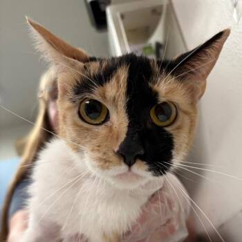 Primanti -  Domestic Medium Hair Cat for Adoption in Charleston, West Virginia - Primanti | PetCurious