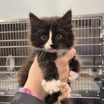 Domestic Short Hair Cats Available for Adoption in Greensboro, North Carolina - Ursula | PetCurious