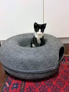 Theo -  American Shorthair Cat for Adoption in New York, New York - Theo | PetCurious