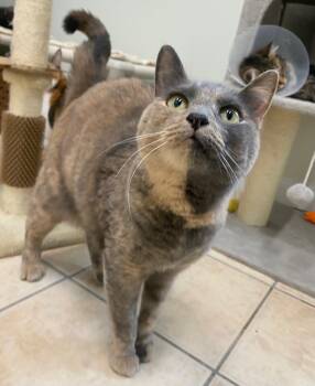 Rescue Domestic Short Hair Cats for Adoption in Fall River, Massachusetts - Kiyomi | PetCurious