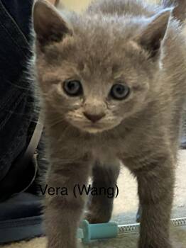 Vera(Wang) -  Domestic Short Hair Cat for Adoption in Ruther Glen, Virginia - Vera(Wang) | PetCurious