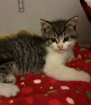 Mural -  Domestic Long Hair Cat for Adoption in Mason City, Iowa - Mural | PetCurious