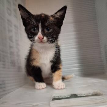 Kacey -  Domestic Short Hair Cat for Adoption in Pauls Valley, Oklahoma - Kacey | PetCurious