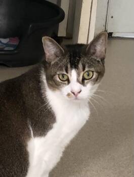 Tabby Cats Available for Adoption in Lompoc, California - Molly | PetCurious