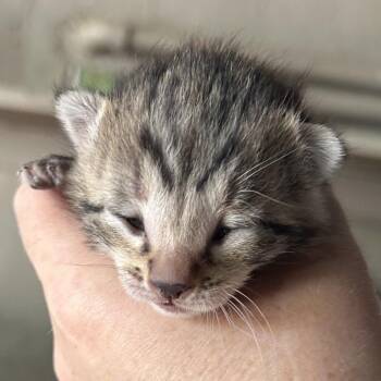 Serena -  Domestic Short Hair Cat for Adoption in Wickenburg, Arizona - Serena | PetCurious