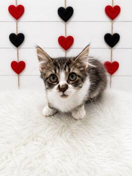 Gravy -  Domestic Medium Hair Cat for Adoption in Corpus Christi, Texas - Gravy | PetCurious