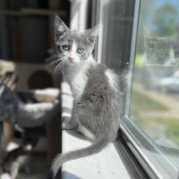 Domestic Short Hair Cats Available for Adoption in Hudsonville, Michigan - Dorothea | PetCurious