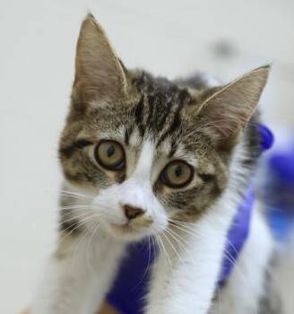 Ruby -  Domestic Short Hair Cat for Adoption in Westland, Michigan - Ruby | PetCurious