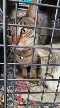 Rescue Domestic Short Hair Cats for Adoption in Hopkinsville, Kentucky - Calla Carter | PetCurious