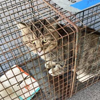 Logger -  Domestic Short Hair Cat for Adoption in Montgomery, Alabama - Logger | PetCurious