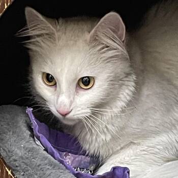 Domestic Long Hair Cats Available for Adoption in Las Vegas, Nevada - Yuki | PetCurious