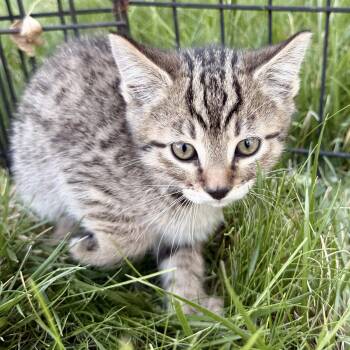 Sweets -  Domestic Short Hair Cat Available for Adoption in Fort Collins, Colorado - Sweets | PetCurious