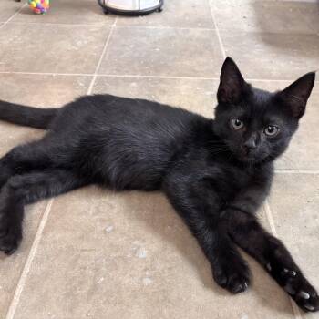 Dr. Pepper -  Domestic Short Hair Cat for Adoption in Columbia, South Carolina - Dr. Pepper | PetCurious