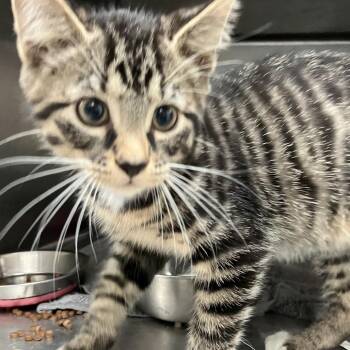 Domestic Short Hair Cats Available for Adoption - Slug | PetCurious