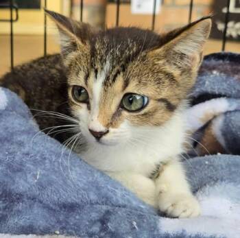 CRUZE -  Domestic Short Hair Cat for Adoption in Grand Prairie, Texas - CRUZE | PetCurious