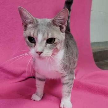 Domestic Short Hair Cats Available for Adoption in Valdosta, Georgia - Grayson | PetCurious