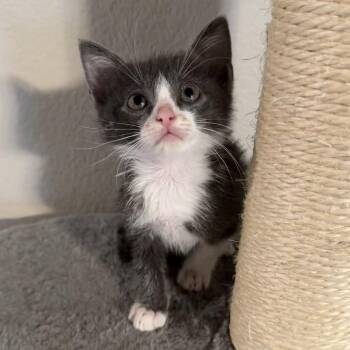 Smitten -  Domestic Short Hair Cat for Adoption in Midland, Texas - Smitten | PetCurious