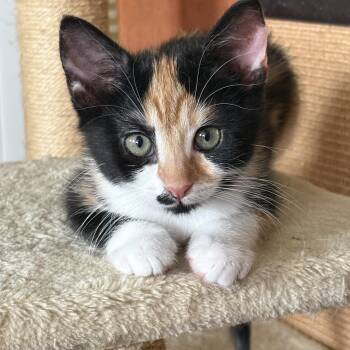 Rescue Domestic Short Hair Cats for Adoption in Dickson, Tennessee - Toil | PetCurious